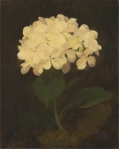 Hortensia blanc - James Stuart Park